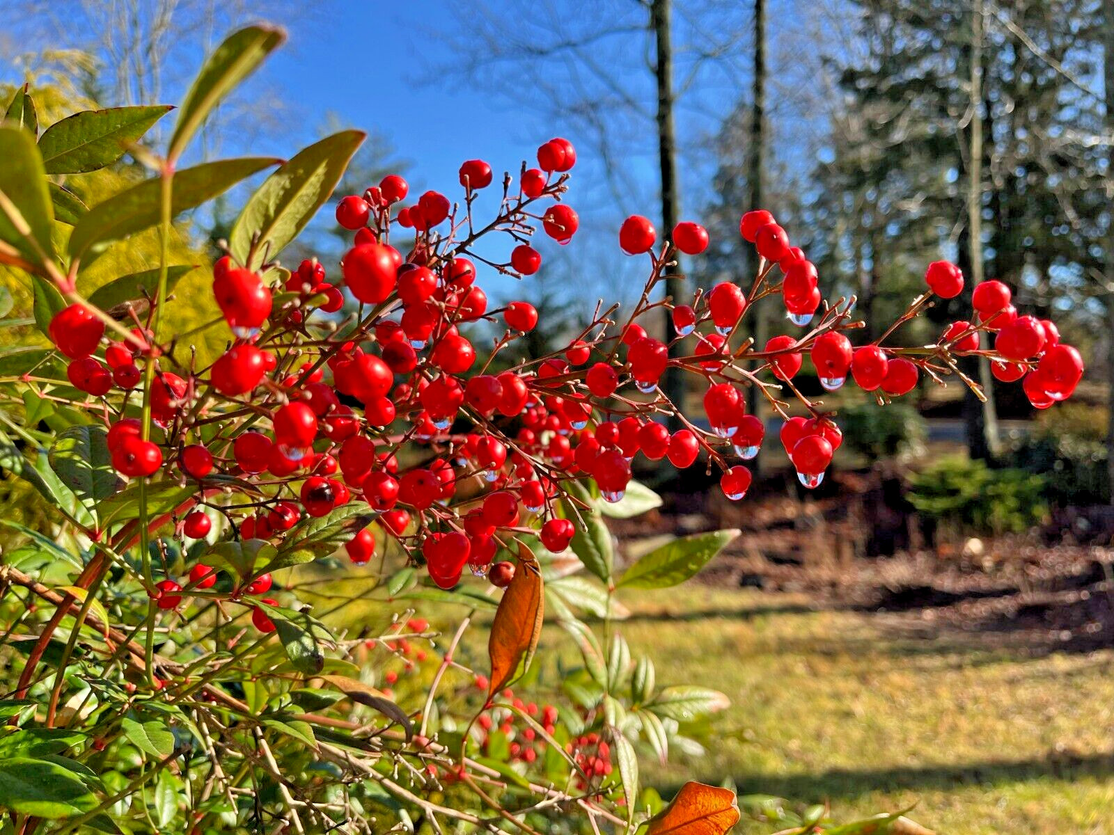 4 seedlings evergreen Nandina Heavenly bamboo hardy ornamental plant bush shrub