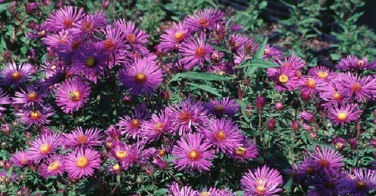 250 New England Aster Seeds Hardy Perennial
