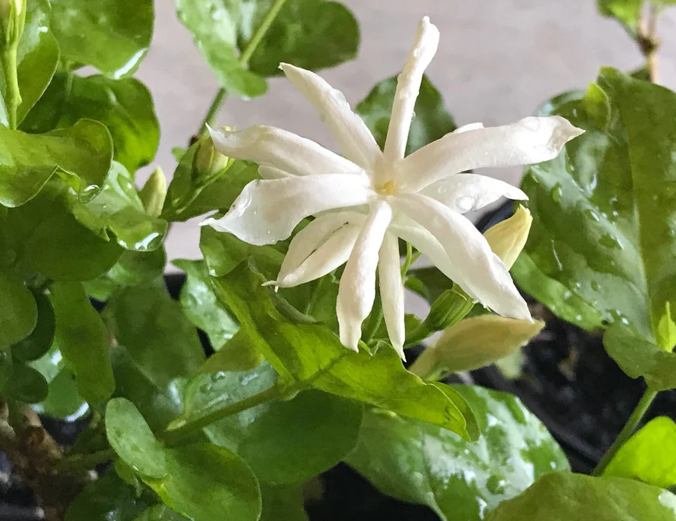 Belle of India Jasmine Live Plant 4 to 8 Inc Tall-White Jasmine Plant