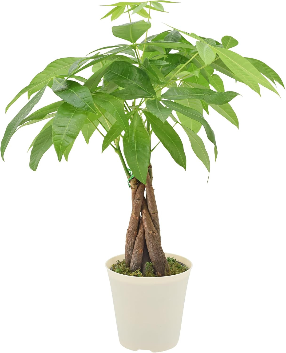Live Braided Money Tree Pachira Aquatica Indoor Houseplant in Arcadia Garden Pro
