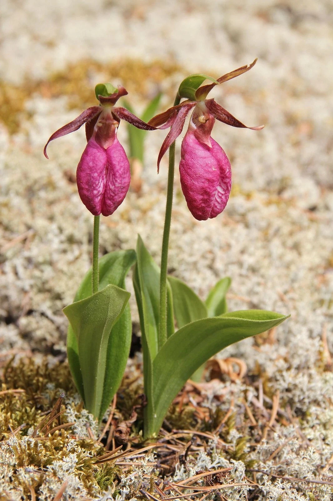 Stunning Pink Lady’s Slipper Orchid seeds ~ Moccasin Flower *10 Seeds
