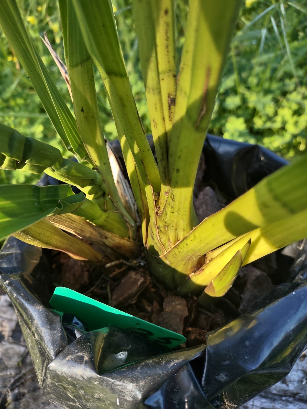 Cymbidium Orchid Green RHS Award Winning ‘Lowianum’ ~ Budding or Blooming ~