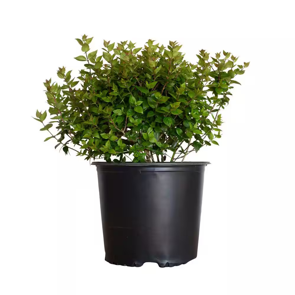 2.5 Gal – Rose Creek Abelia with Petite White Blooms, Live Semi-Evergreen Shrub