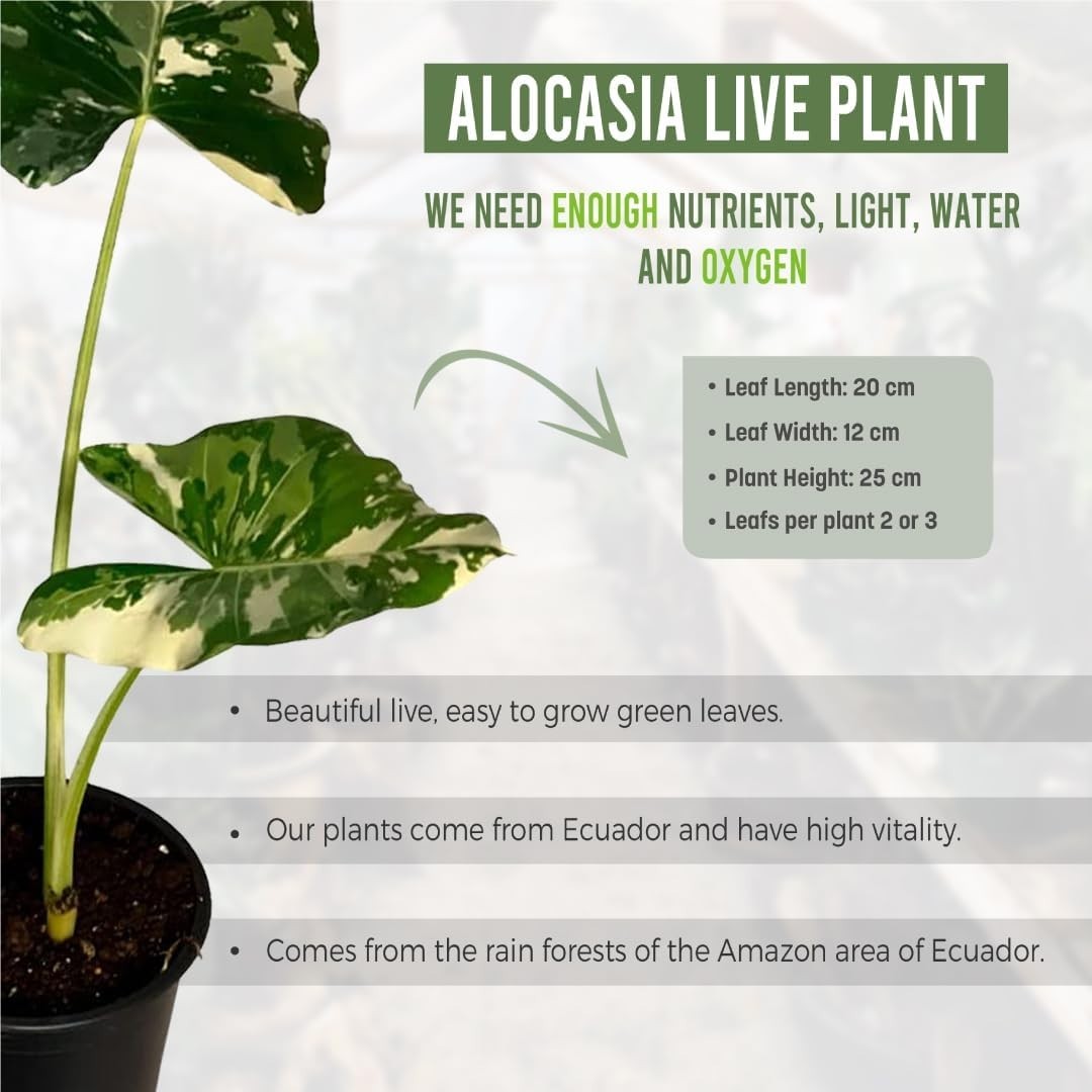 Alocasia Variegated Mickey Mouse (pack of 2 Heartshape Live Indoor House Plant
