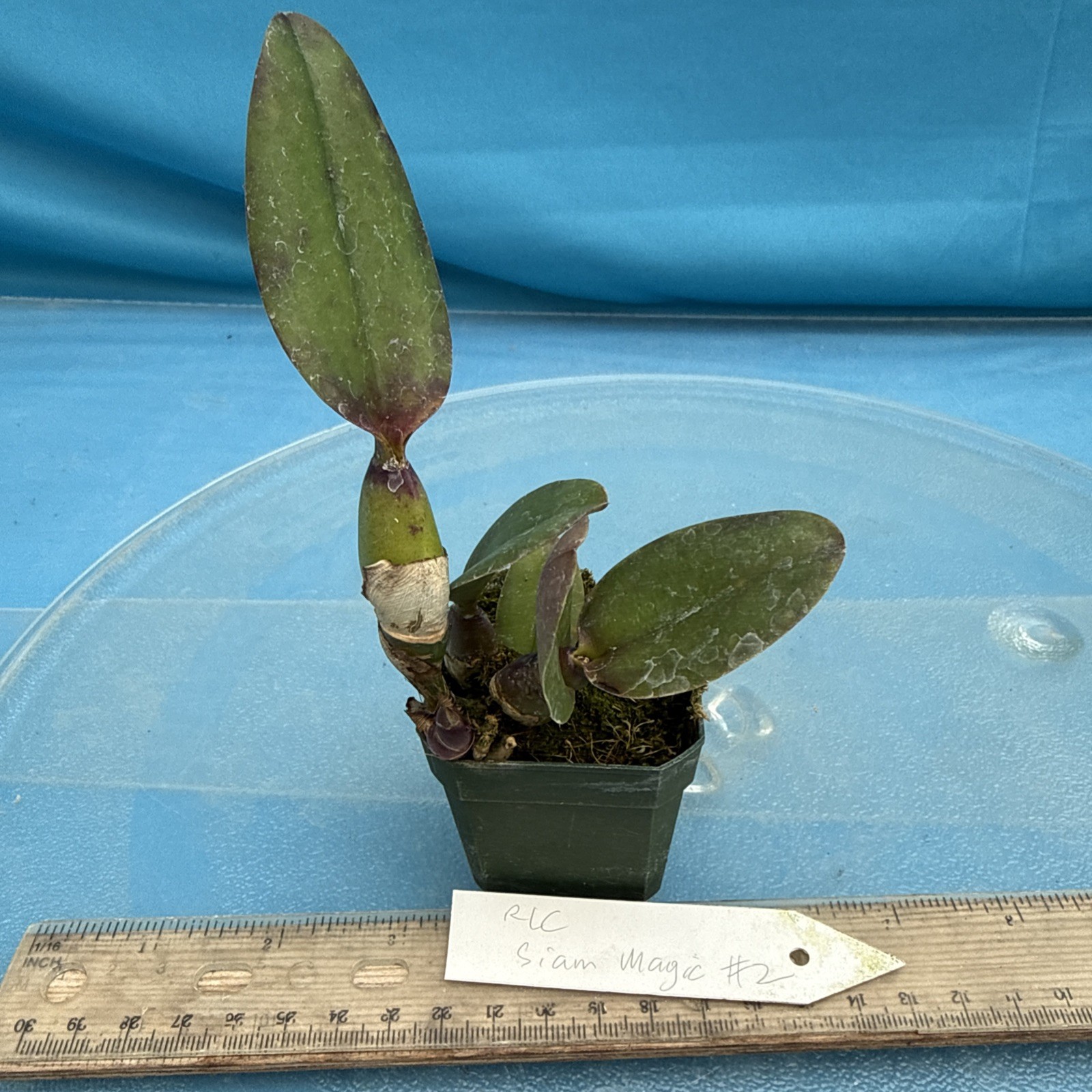 Rlc Siam Magic #2 Red Pink Yellow Orange New Growth Orchid Hybrid 2” Pot