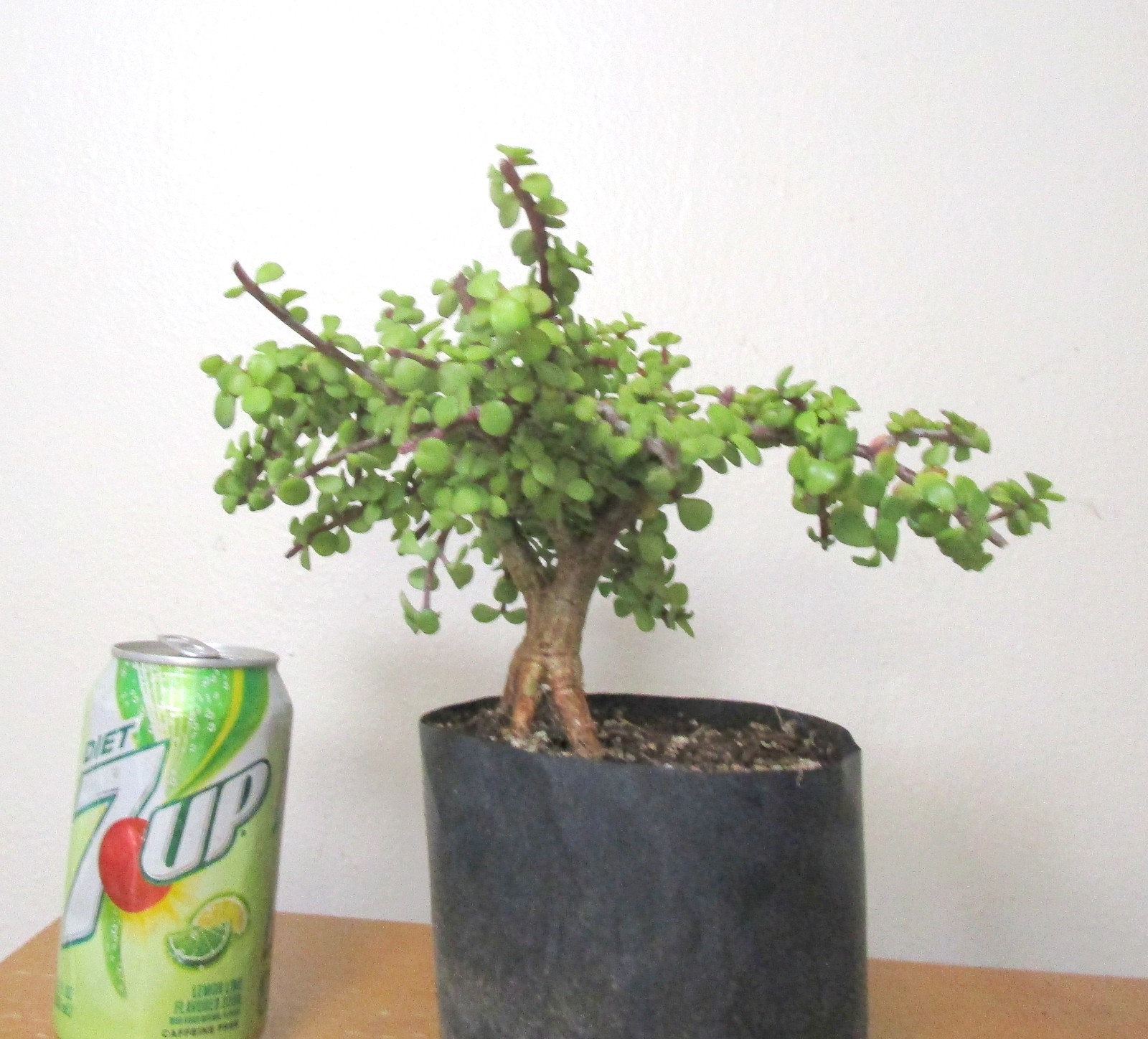 Fat Portulacaria Jade Crassula plant for shohin mame bonsai tree thick trunk