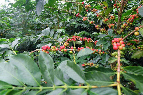 Coffea arabica | ‘Villa Sarchi’ | La Luisa | Villalobos Bourbon | 10 Seeds