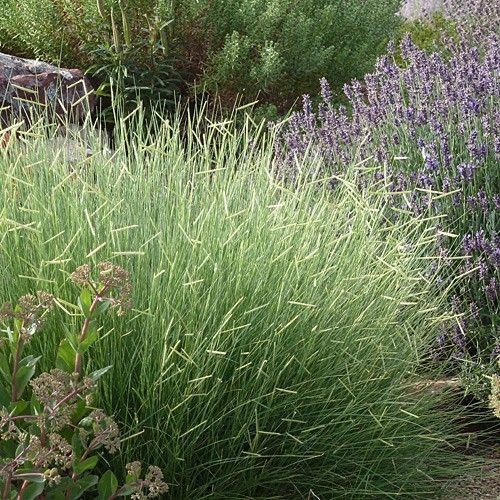 1 LB Blue Grama Native & Prairie Grass For Drought Tolerance & Xeriscape