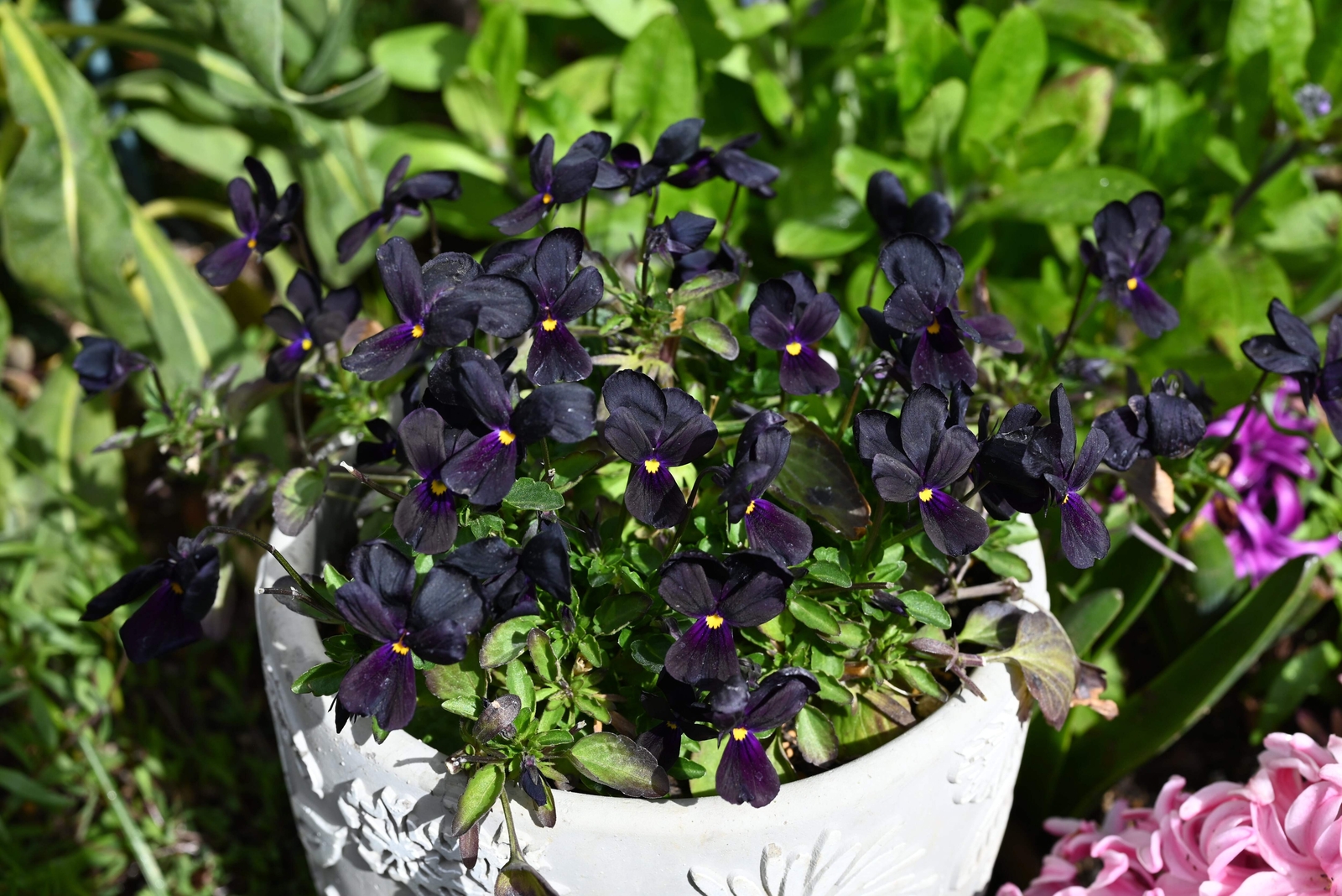 50 BLACK PANSY Clear Crystals Viola Wittrockiana Flower Seeds *Comb S/H