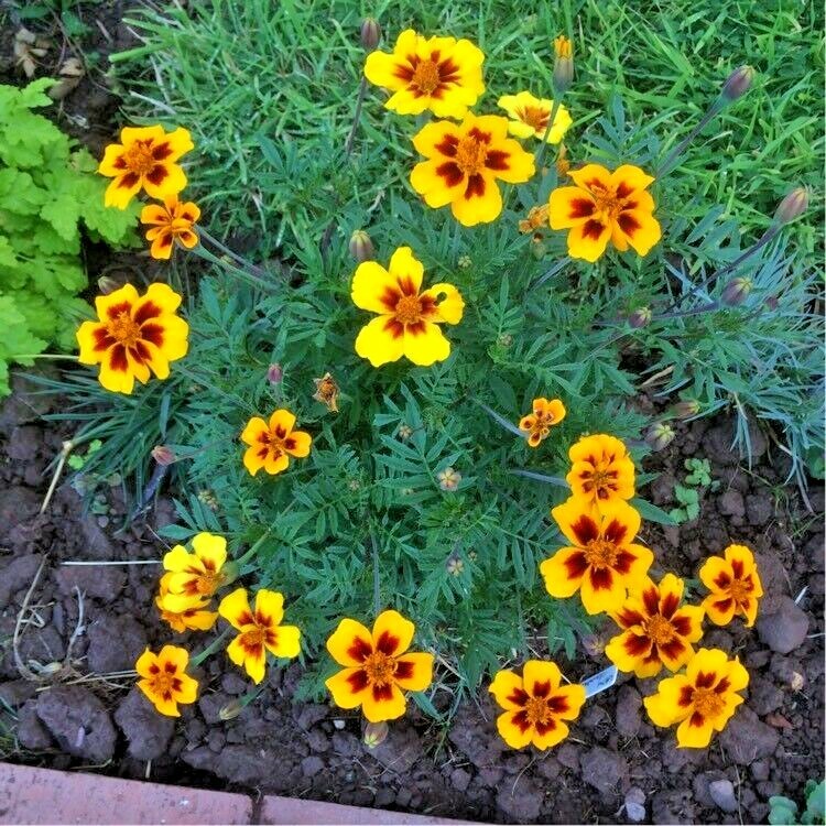 301+Naughty Marietta DWARF FRENCH MARIGOLD Flower Seeds Garden Patio Container