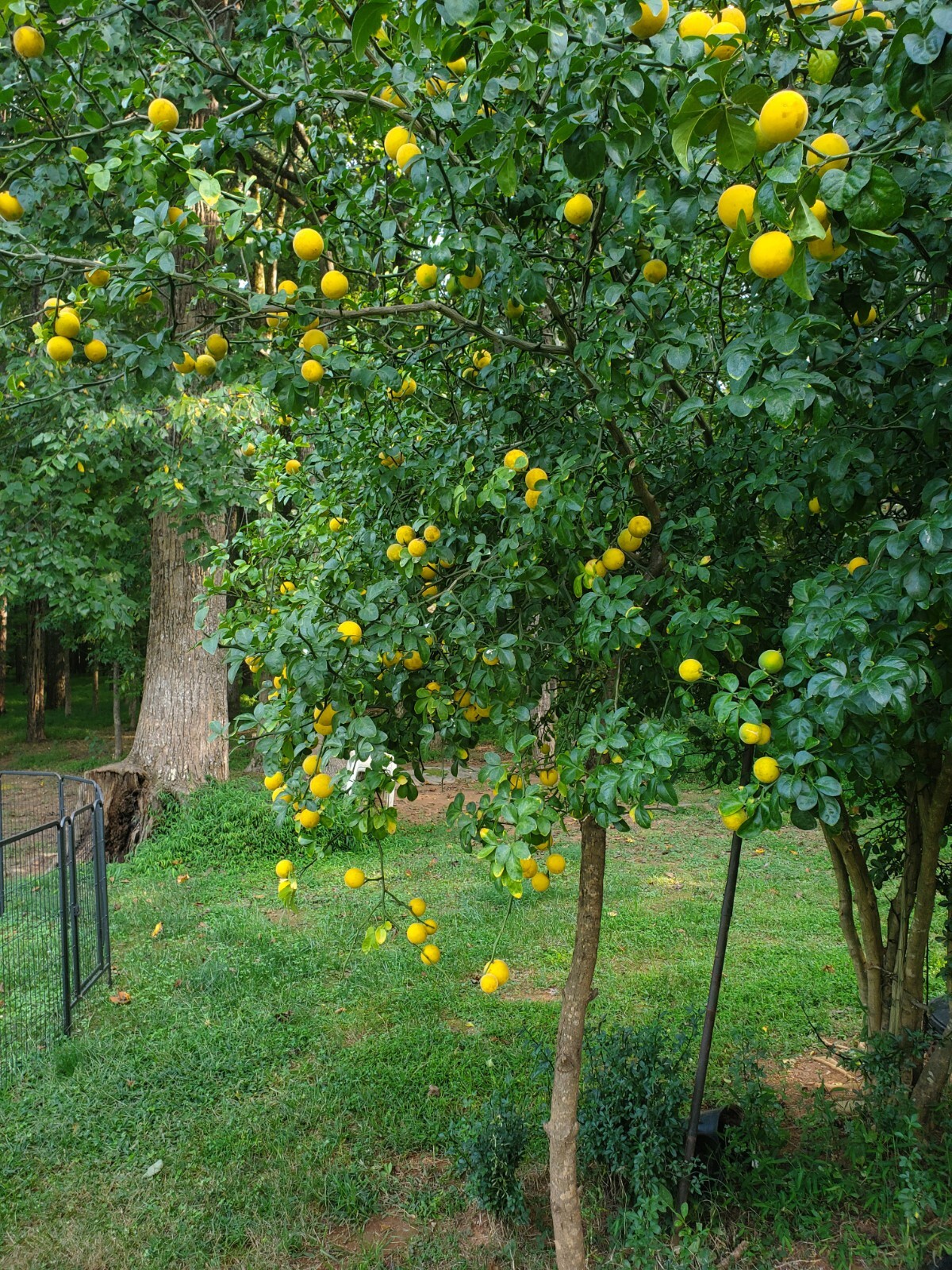 Poncirus Trifoliata Citrus Trifoliate Oranges (10 Ct) Year 2 Seedlings 6-10″ 🍊