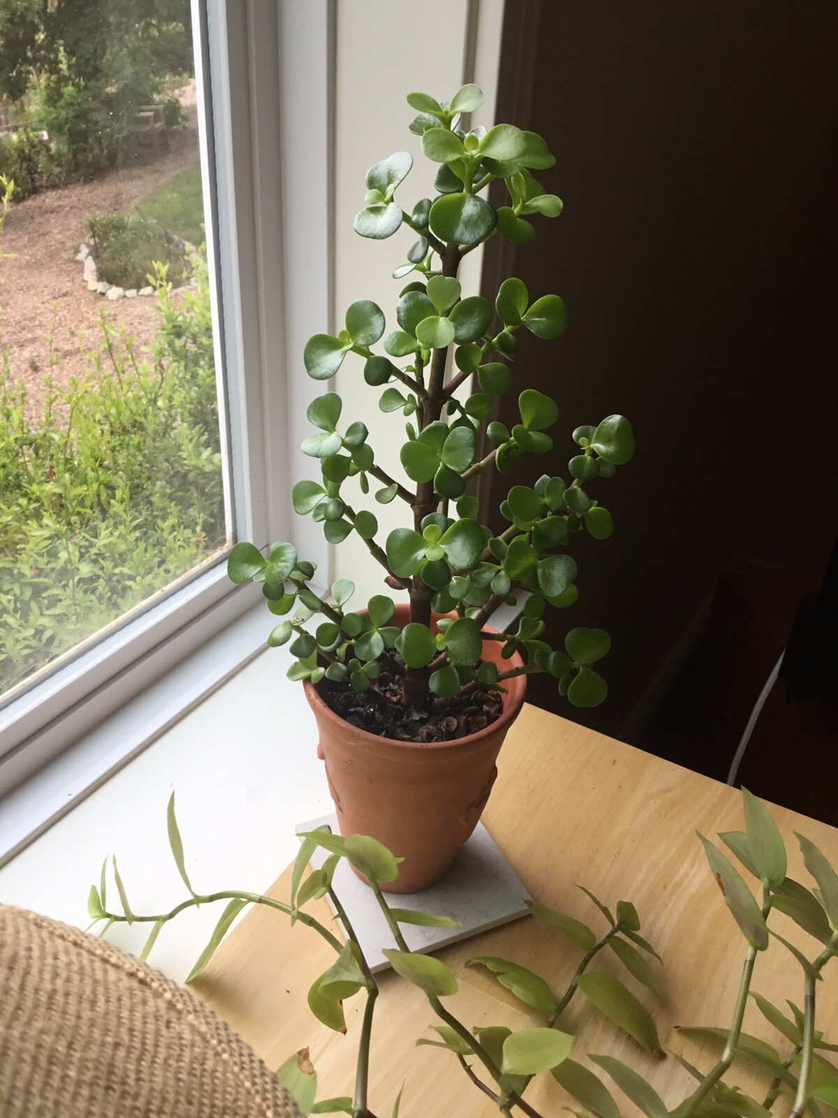 Christmas Tree Jade Cuttings…they even flower. 4 Cuttings