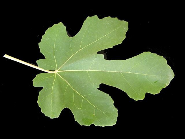 Fig Tree – ‘Black Mission’ – Fruiting Fig Tree – Ficus Carica