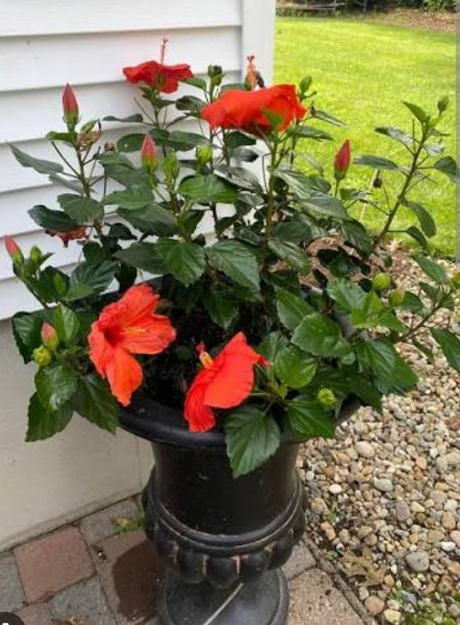1 Live Tropical RED Hibiscus Flowering Shrub . GREAT FOR POTS OR FLOWER BEDS