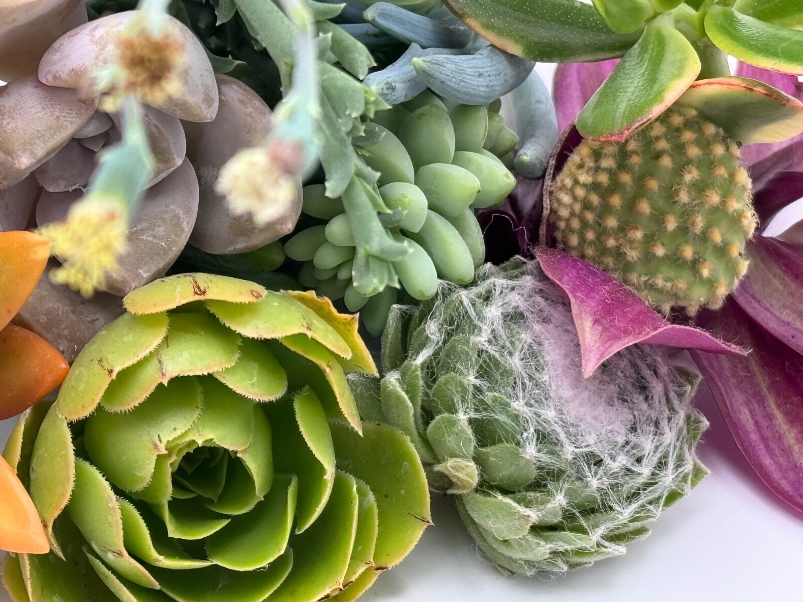 15 Assorted Succulent Cuttings, no 2 alike, ready to Plant. Cuttings Not Rooted.