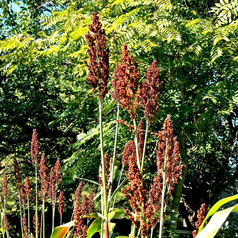 Sweet Sugar Drip Sorghum Seeds