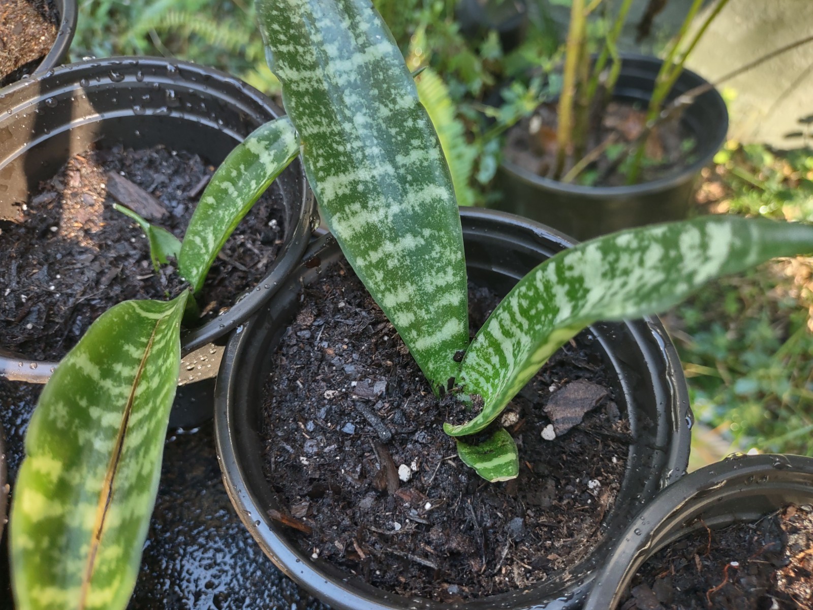 Sansevieria trifasciata ‘Zeylanica’ (Snake Plant) – Four Inch Pot Starter