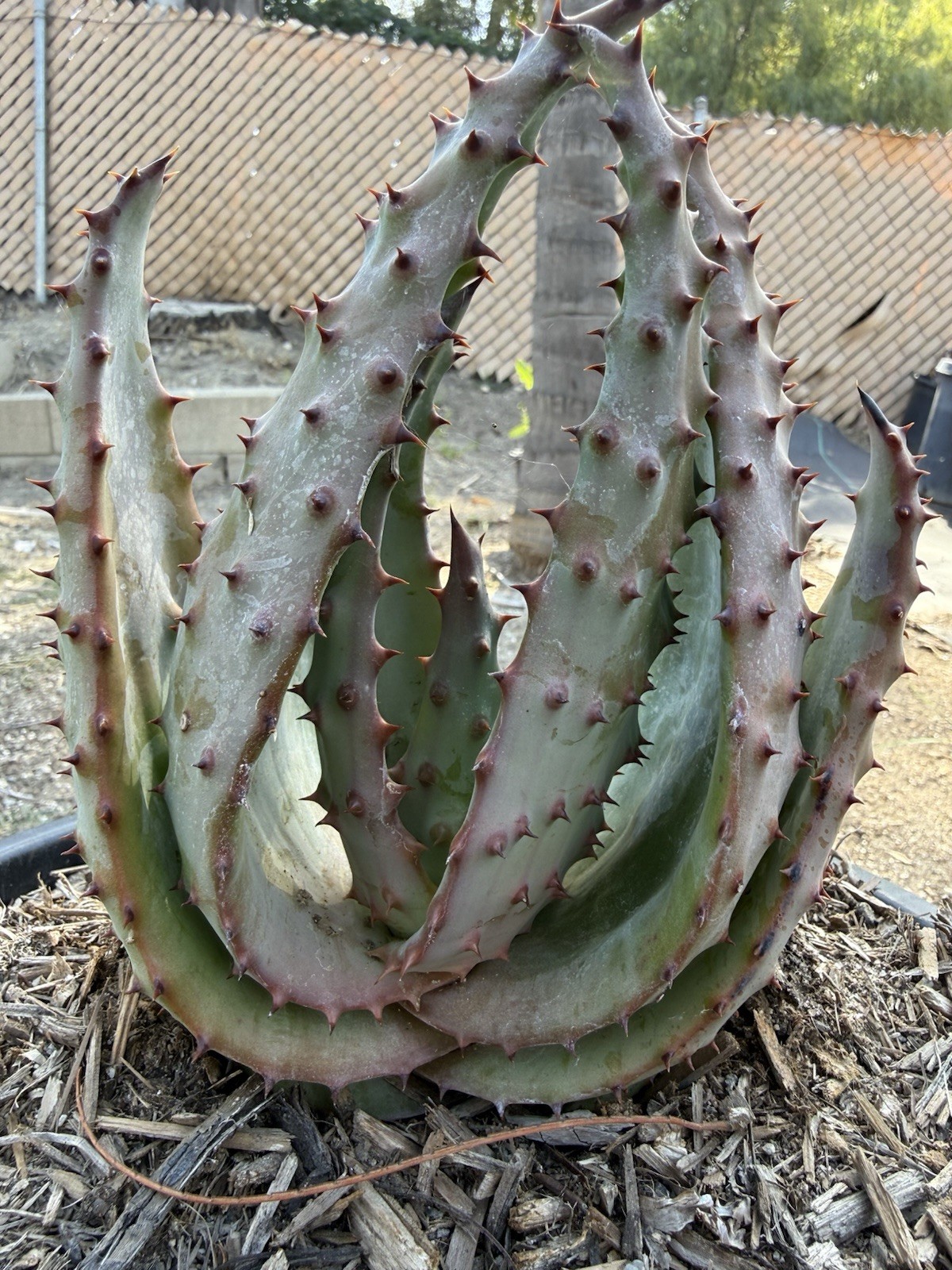 Aloe Ferox Cape Aloe 5g BARE ROOT plant Rare Succulent Cactus Plant