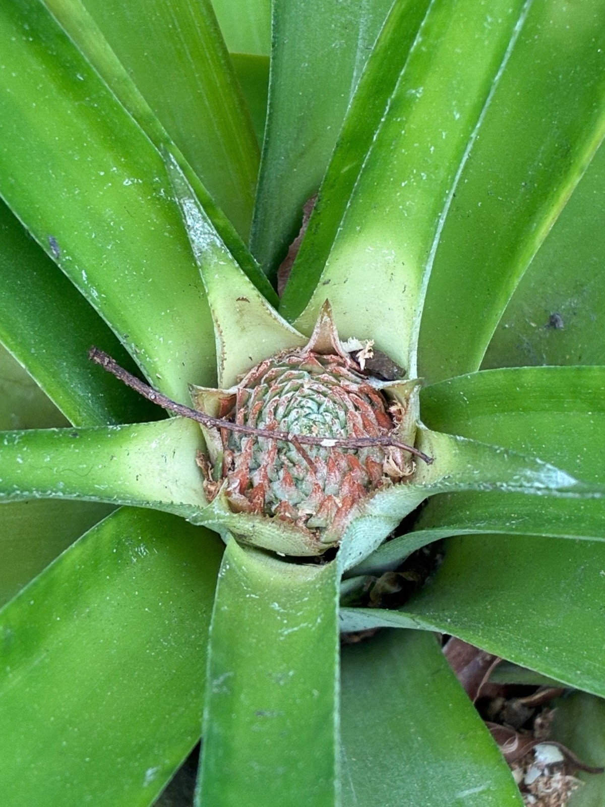 Smooth Leaf Live Pineapple Plants Spineless Edges From Delicious Fruiting Top