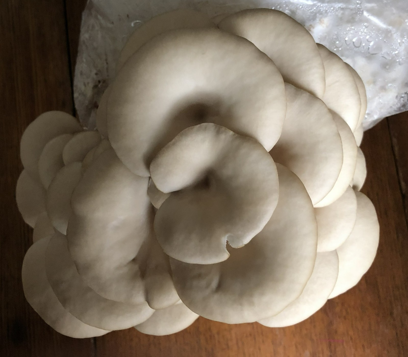 2-pack Pohu and Pink Oyster Mushroom Grow Kit, 5# blocks, ready to fruit