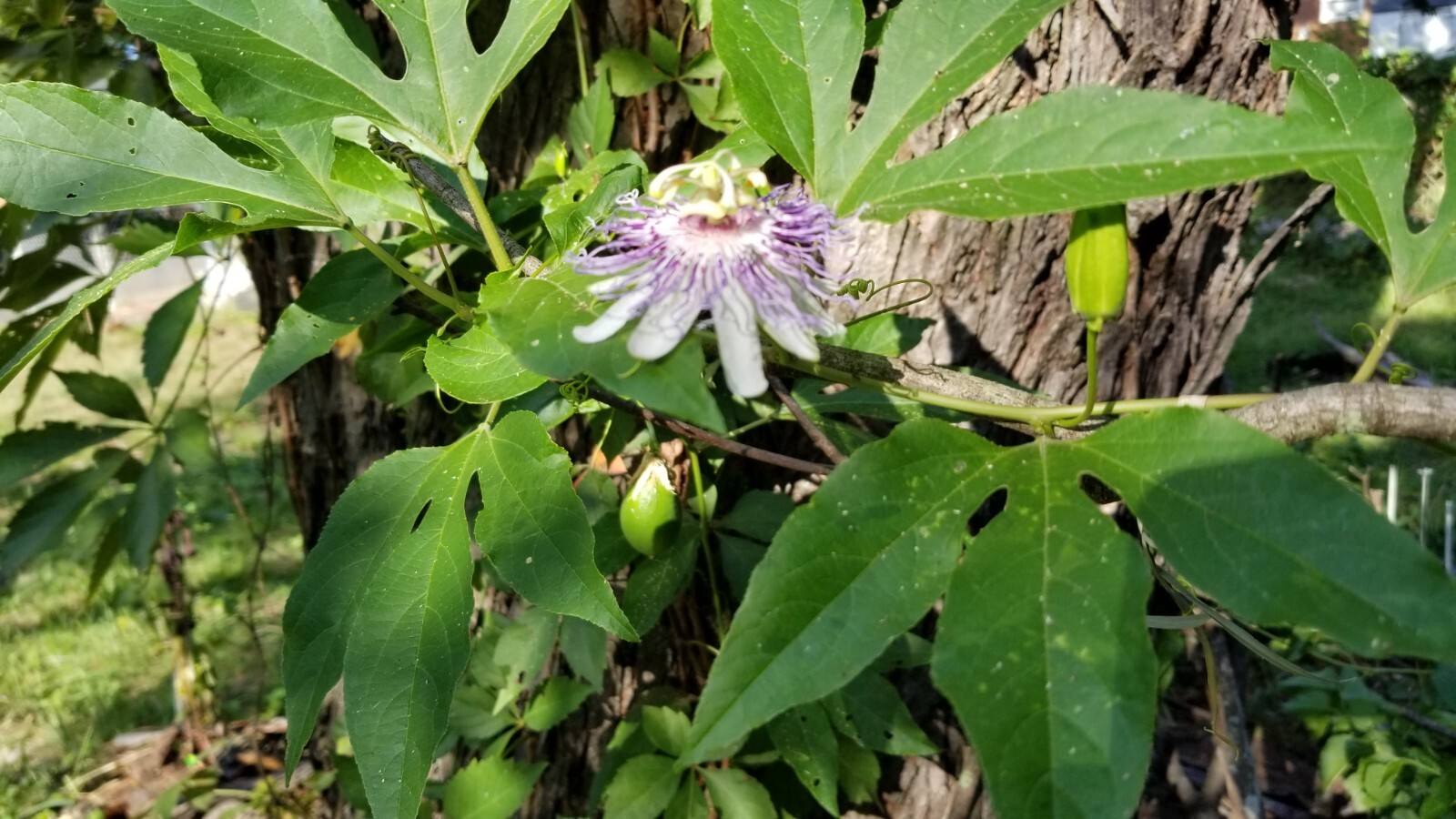 passion flower live plant/Maypop (buy one get one free for good measure)
