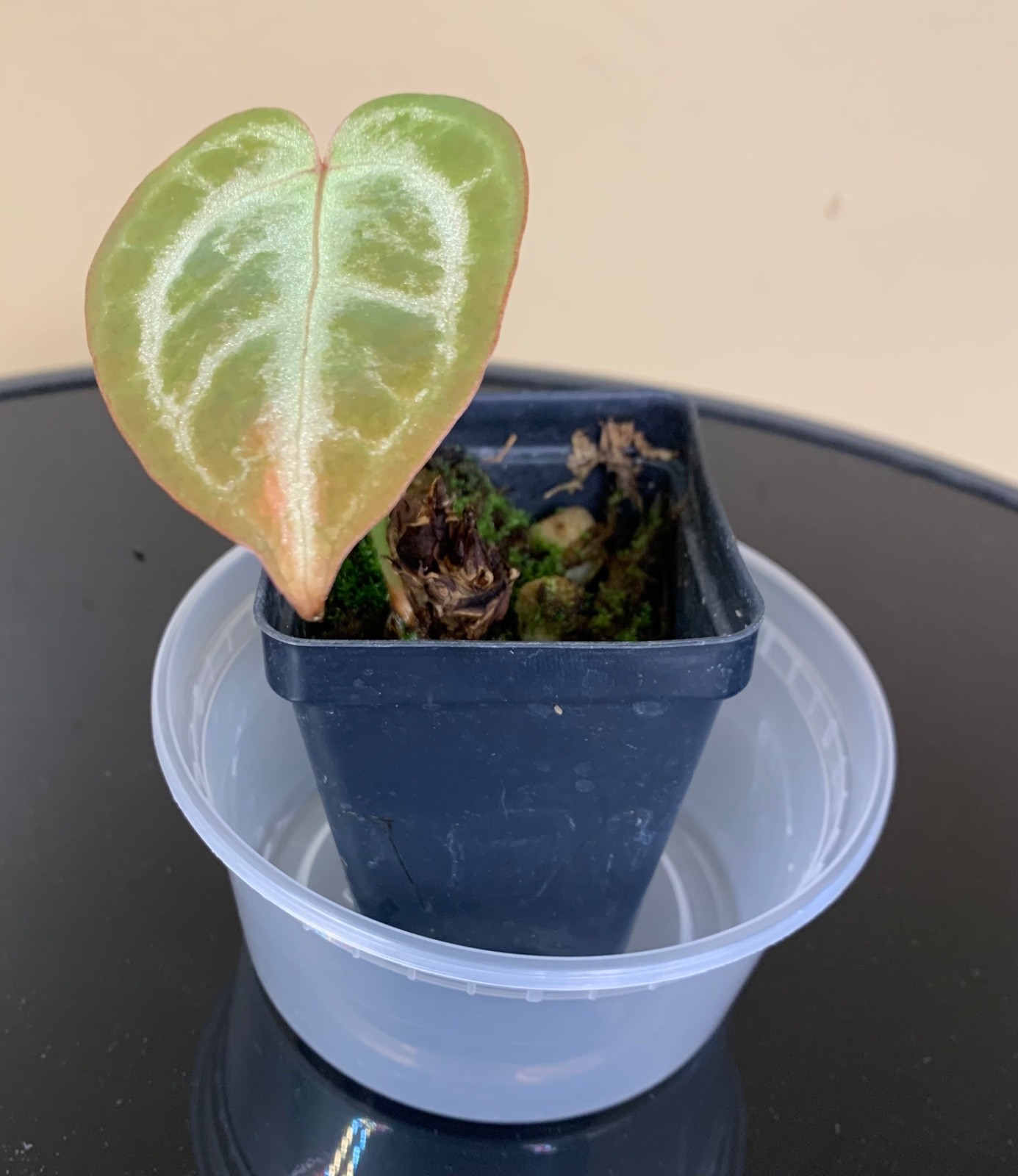 Rare Tropical Plant: Anthurium Silver Blush x A. Michelle **READ DESCRIPTION**