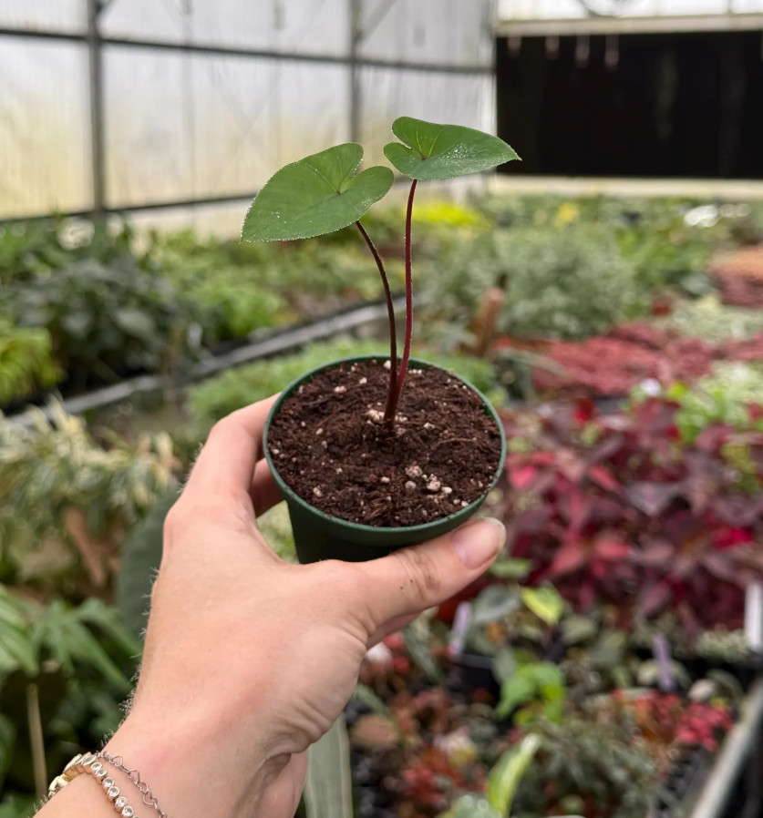 Tea Cup Colocasia Live Plant – 4-6 Inches Tall – Ship No Pot – Tropical Plant