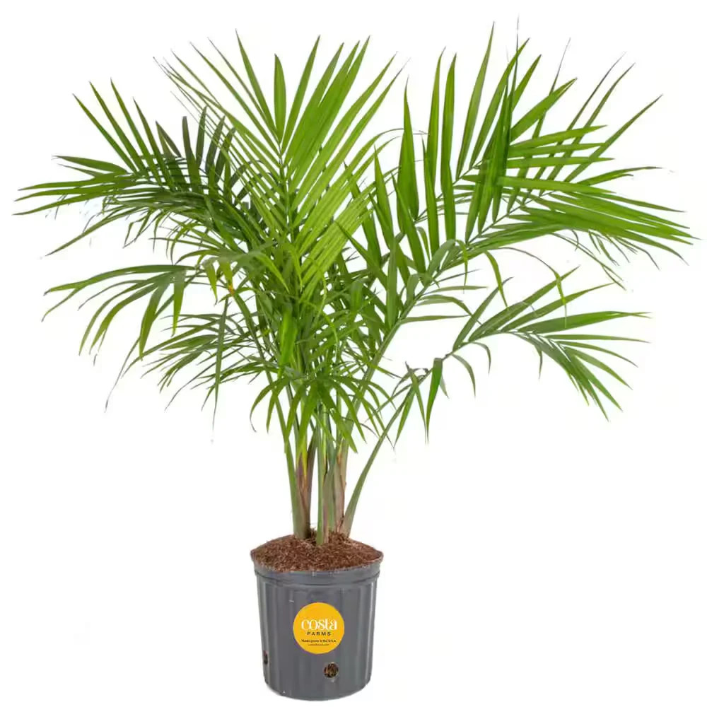 Costa Farms Majesty Palm 8.75in Pot 3-4ft Tall Indoor Live Plant