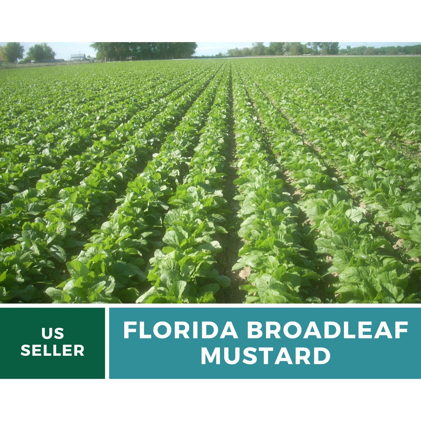 Mustard, Florida Broadleaf – 250 Seeds – Heirloom Greens – Open Pollinated – Non