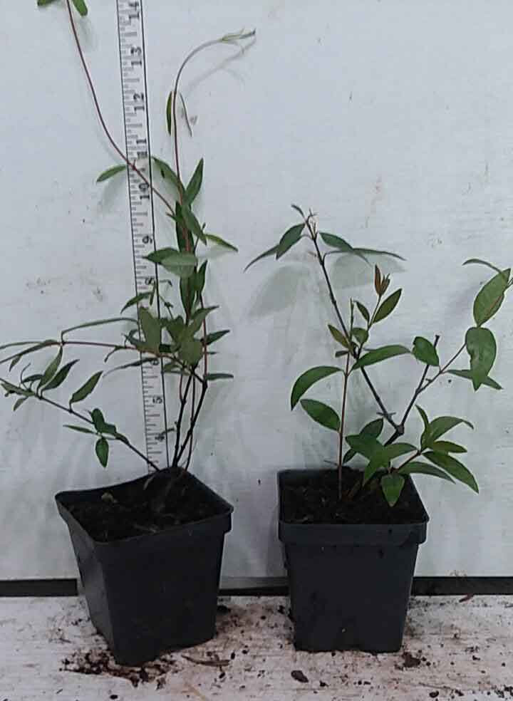 Carolina Jessamine – Gelsemium sempervirens – 40 Plants in 3-1/4 inch Pots