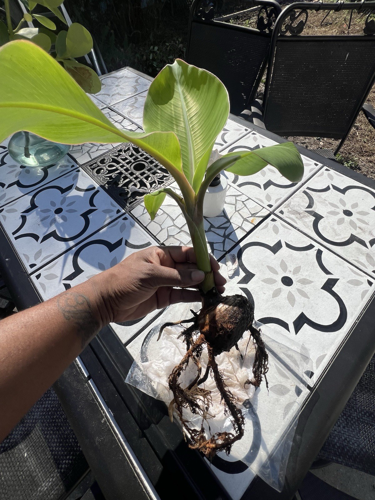 Live Burro Plantain Pups Potted Or with Rootball and Corm 10 Inch Tall Plant