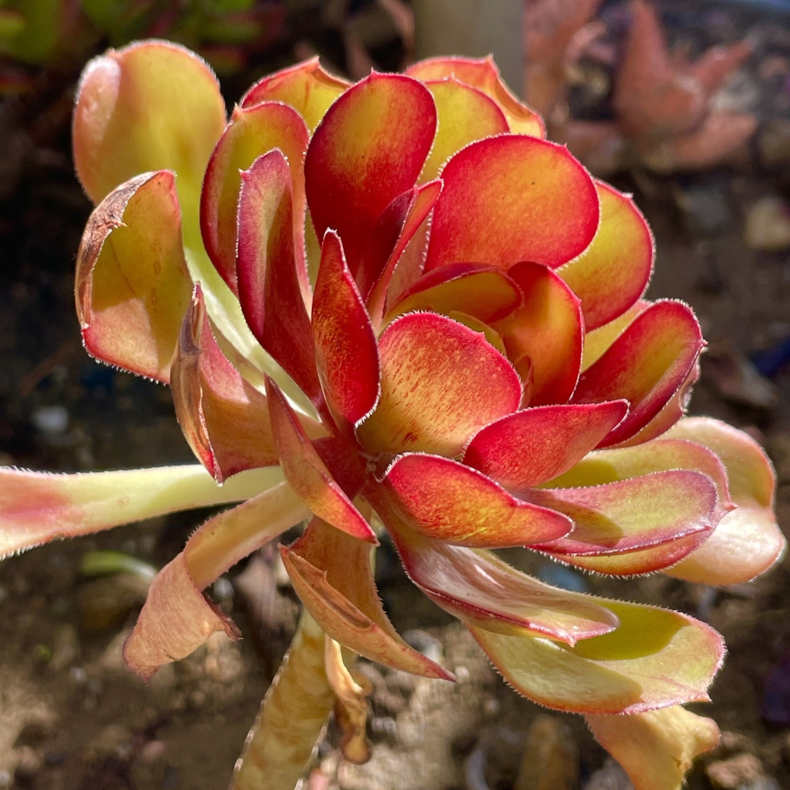 Rare Aeonium Blushing Beauty Healthy Live Plant Unrooted Succulent Cutting 3-4″