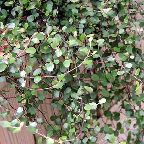 Muehlenbeckia Biblical Angel Vine Live Houseplant Terrarium Fairy Garden 2.5″Pot
