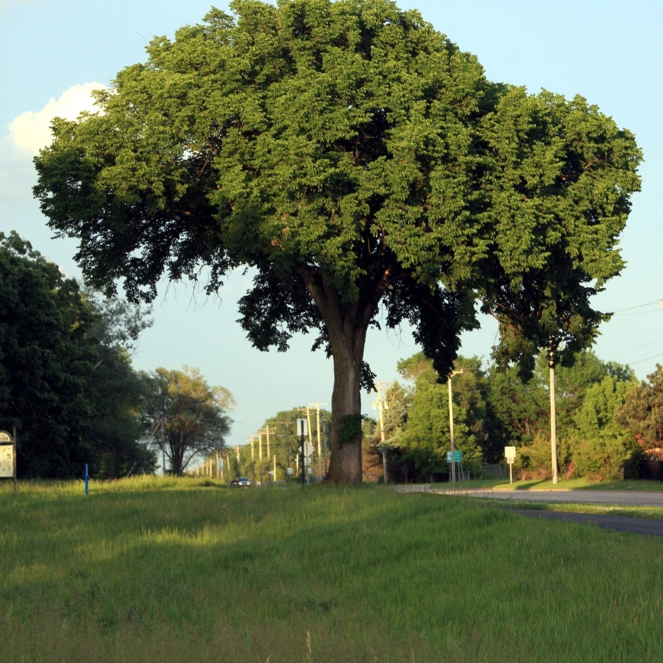 American White Elm Tree Seeds (Ulmus americana) Fast Growing Shade Tree, Hardy-2