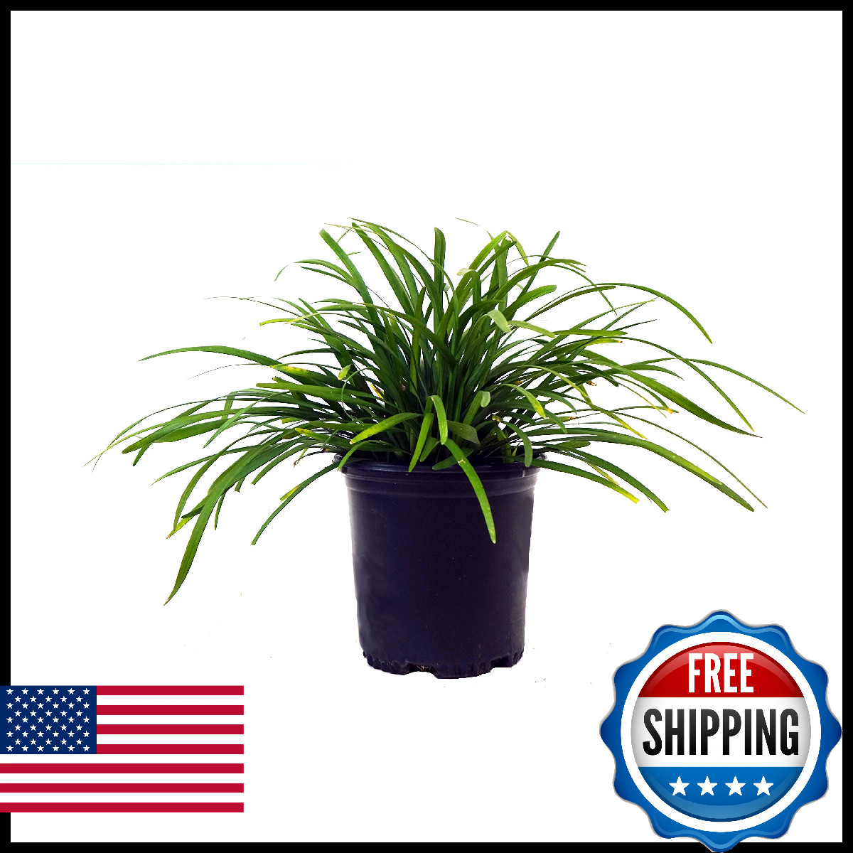 Green Promise Farms Liriope Muscari Big Blue Lilyturf Perennial Lavender