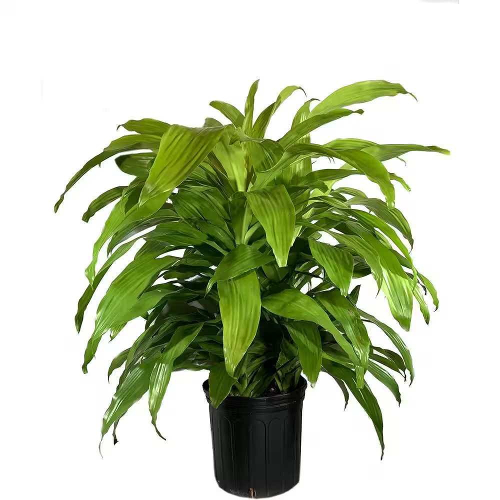 Dracaena Lime Light-Live Plant in an 10 Inch Growers Pot-Dracaena Fragrans ‘Lime