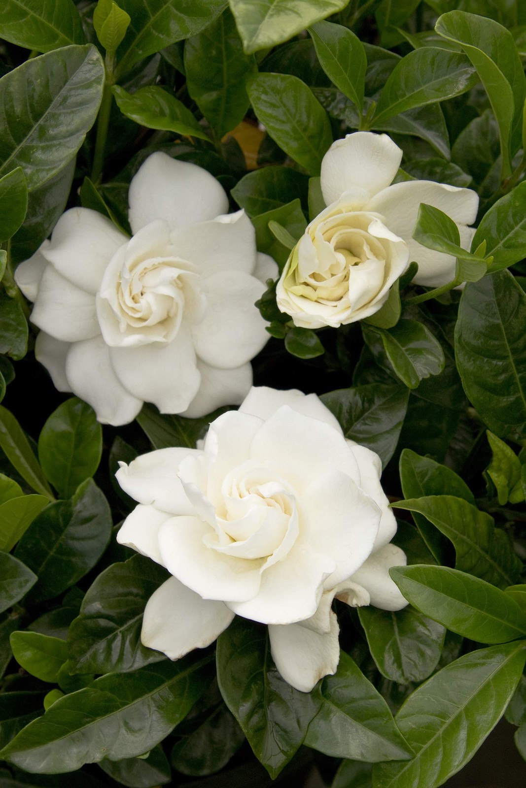 Generic Shrub 2.5 Qt. August Beauty Gardenia