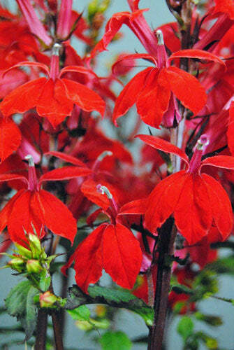 Lobelia speciosa ‘Starship Scarlet’ | 10 Pelletted Seeds