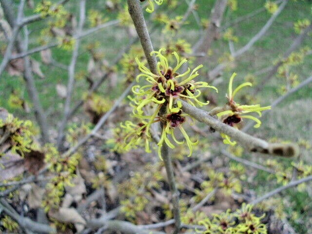 10 CHINESE GOLD EDGE WITCH HAZEL SEEDS – Hamamelis mollis ‘Gold Edge’