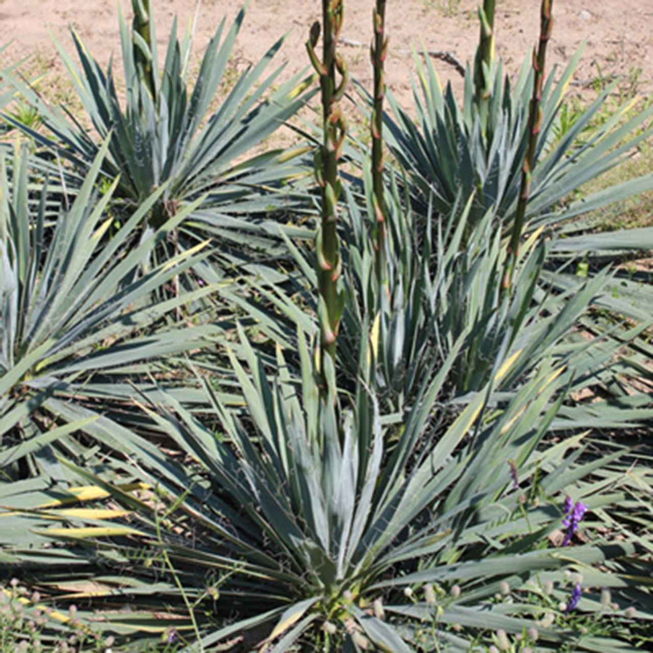 Yucca filimentosa ‘Excalibur’ COLD HARDY