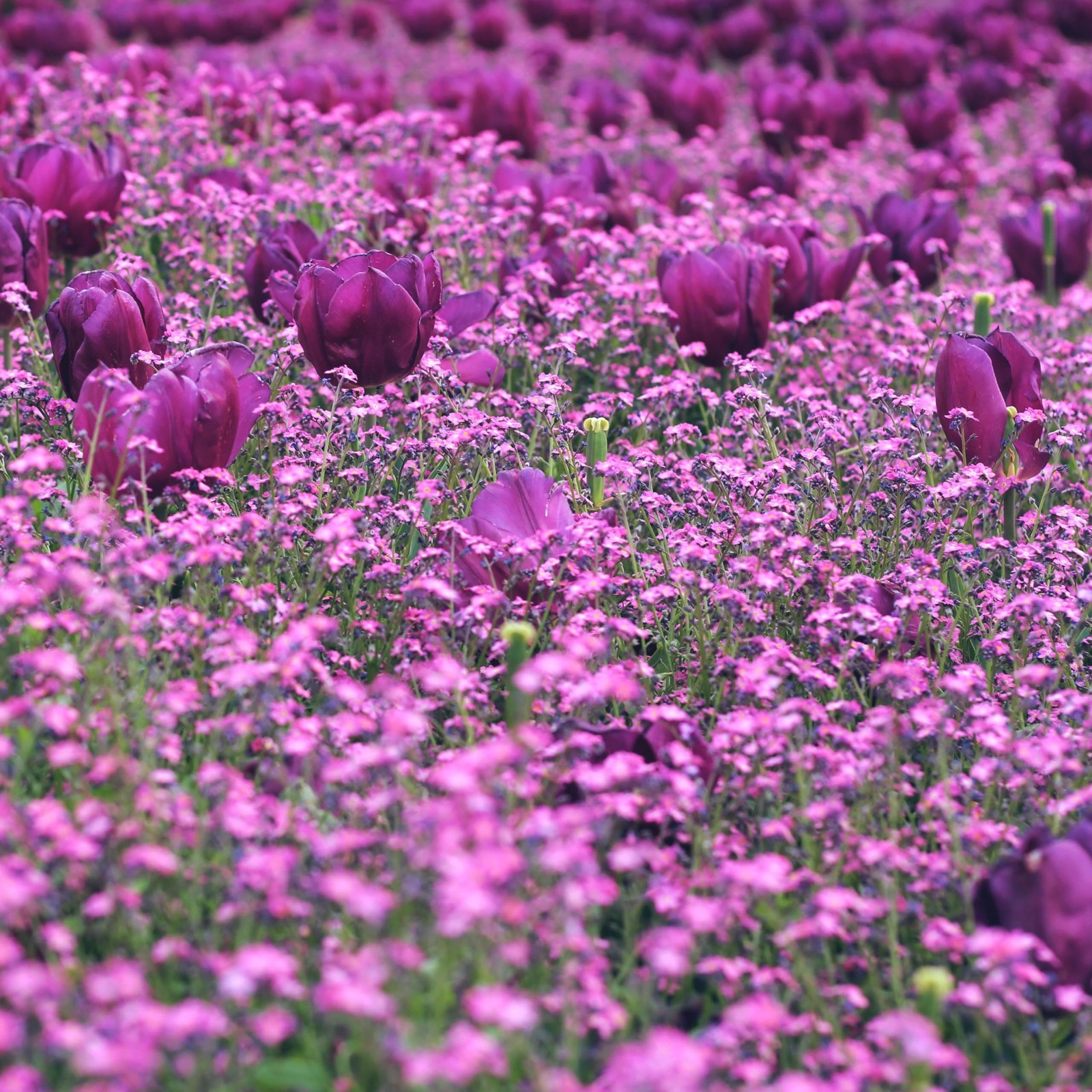 CarpetC 1000+ Creeping Phlox Seeds for Planting, Ground Cover Purple
