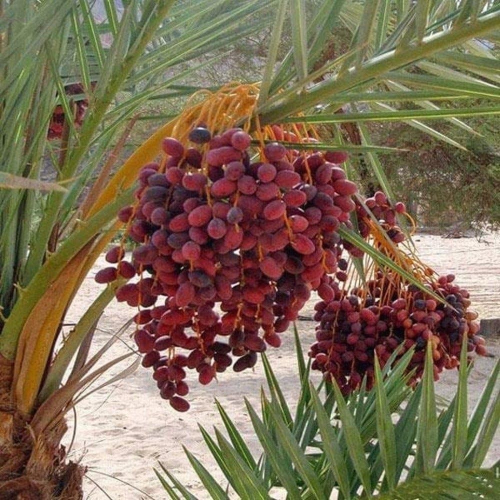 10+ Ajwa Dates Palm Tree Seed Fresh Exotic Palms Seeds