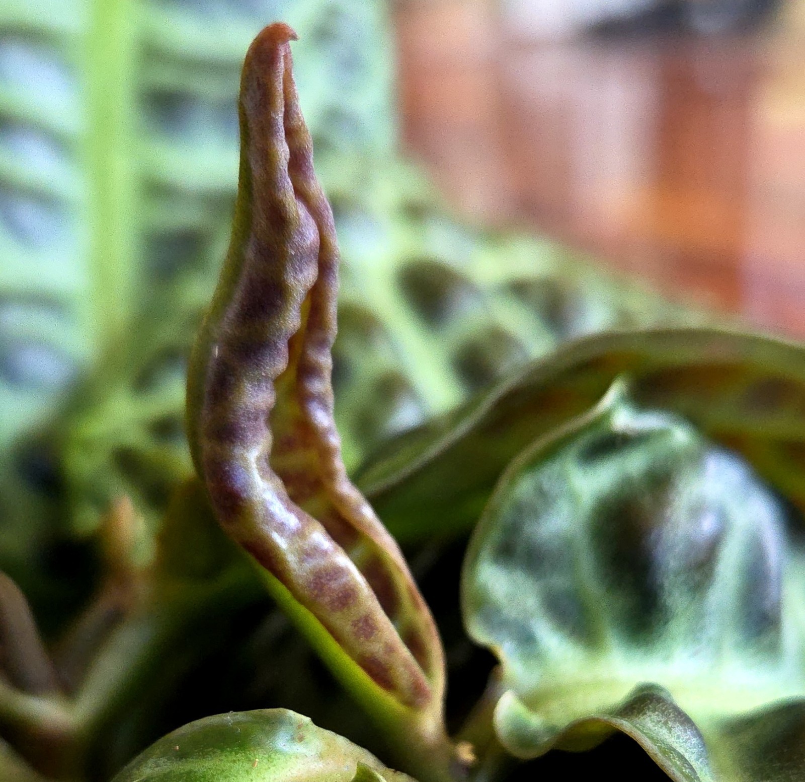 Rare Labisia Kura Kura 14″ Tall 2 Plants Aroid Not Philodendron Monstera