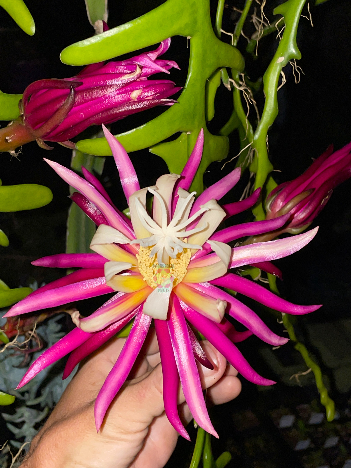Ric-Rac Cactus – Selenicereus anthonyanus – Fully Rooted In 3″ Starter Pot