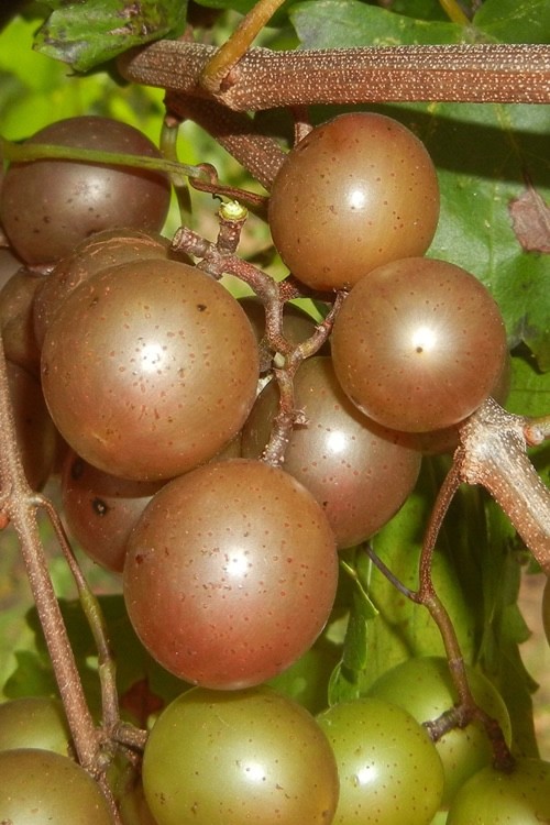 1 Carlos Muscadine Grape Vine – Vitis rotundifolia – Starter Plug
