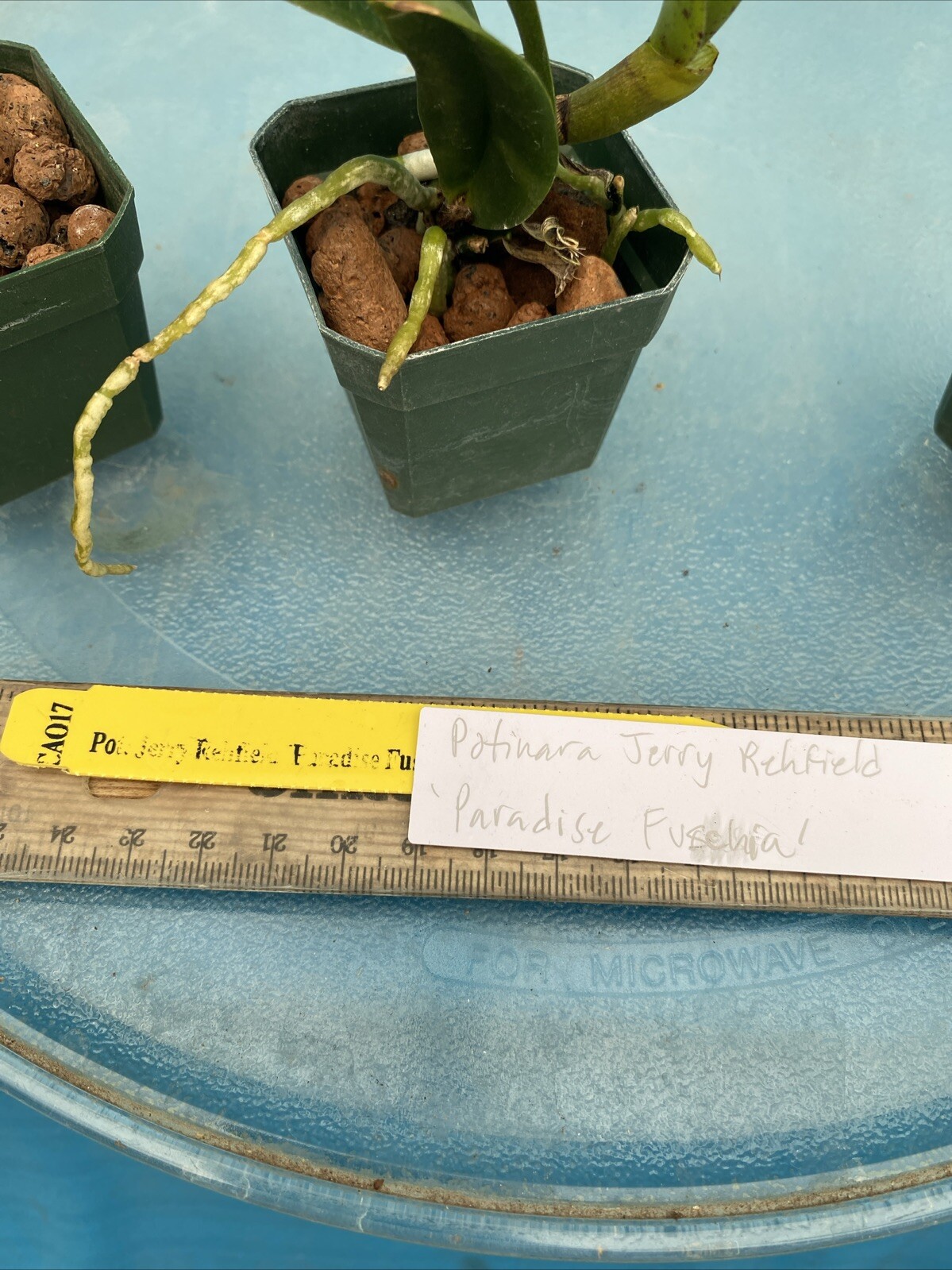 Potinara Jerry Rehfield ‘Paradise Fuchsia’ Red Pink Yellow Purple Orchid 2” Pot