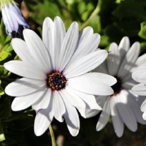 White Cape Daisy Seeds Gorgeous Purple, White Flowers, Easy To Grow Non-GMO