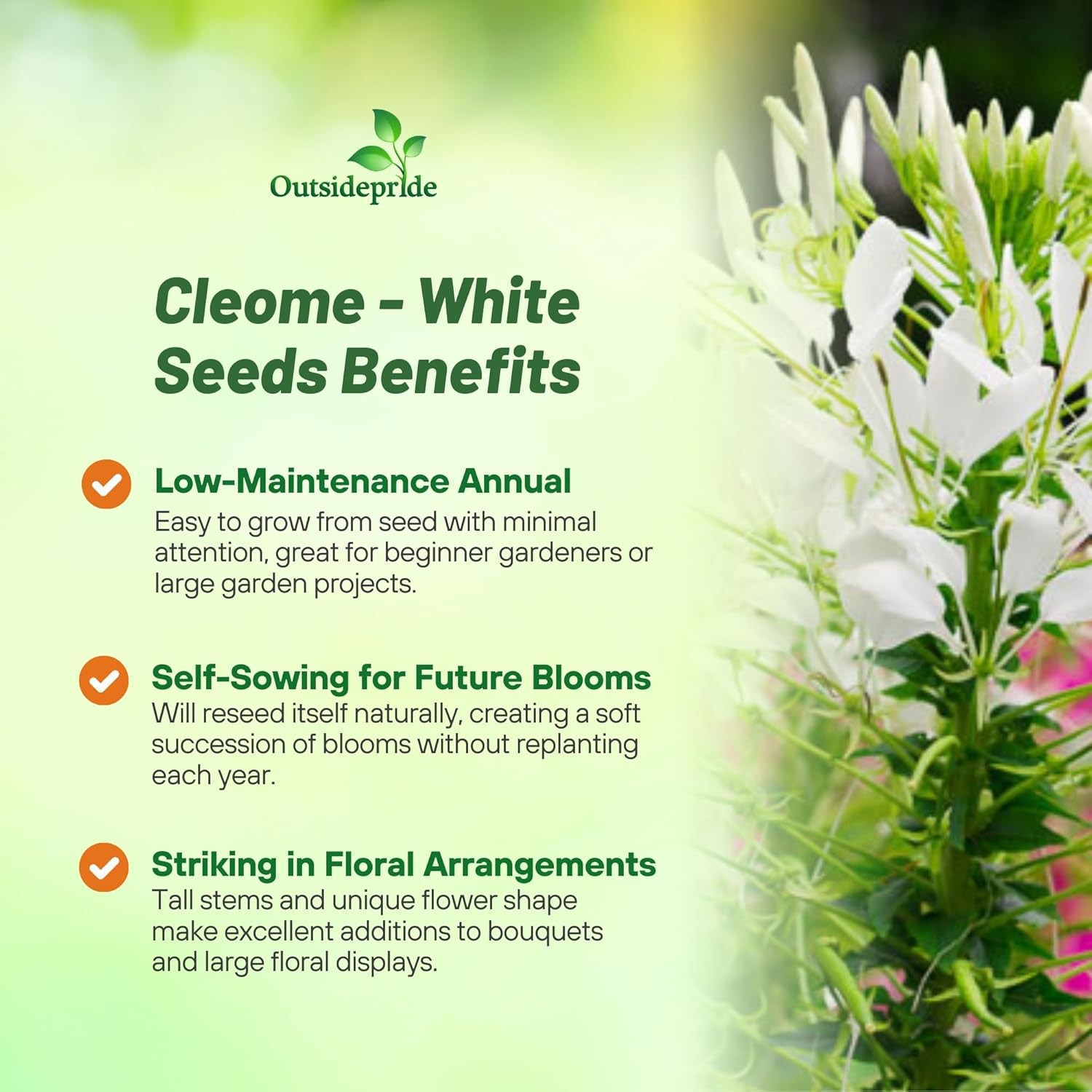 1000 Seeds White Cleome Spider Flower Seed For Xeriscape Gardens
