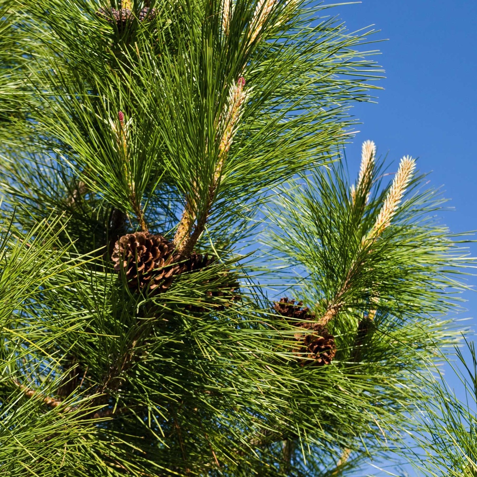 1 Ponderosa Pine Tree 6-12″ Tall Starter Tree