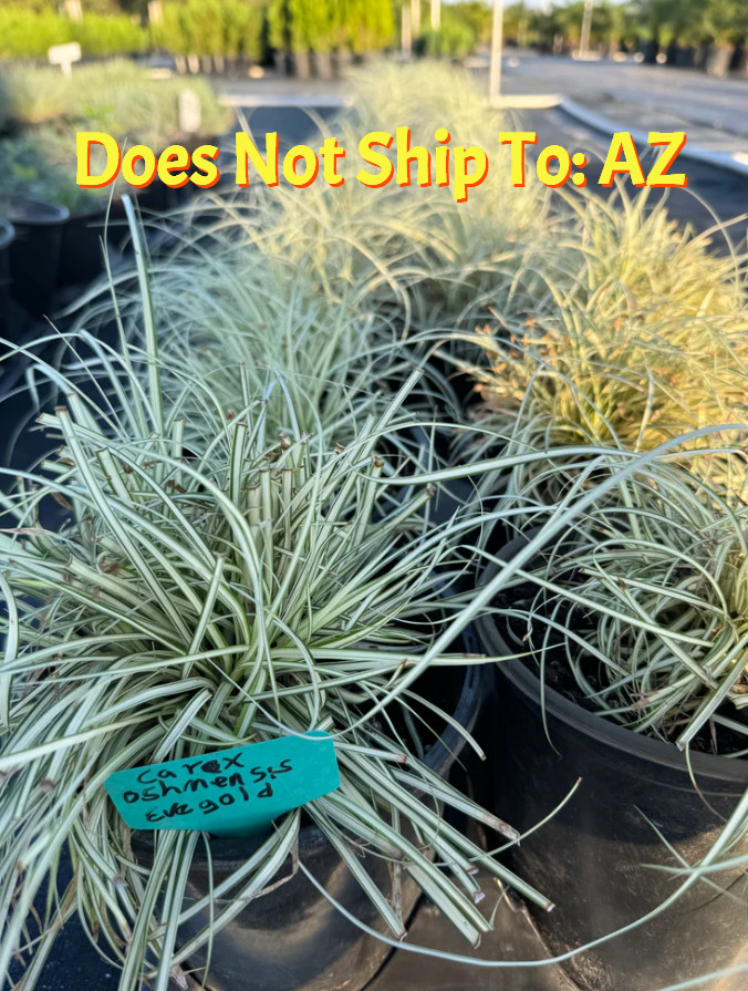 Japanese Sedge Grass Live Plant Carex Evergold 1 Gallon Pot 6 In Overall Height